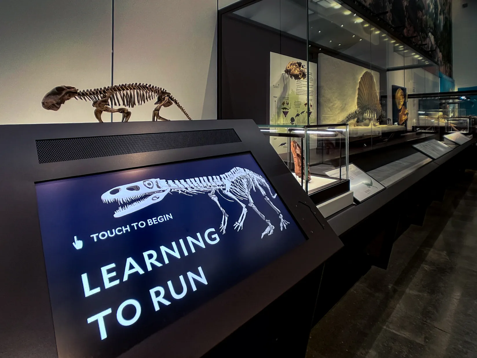 Locomotion exhibit interaction showing running sequence